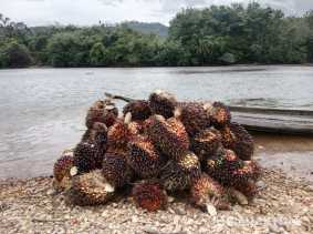 Turun, Harga TBS Sawit Pekan Ini Capai Rp2.585 per Kilogram