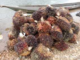 Harga TBS Kelapa Sawit Pekan Ini Capai Rp2.697 per Kilogram