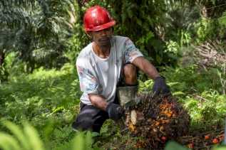 Produksi Sawit Sumut Anjlok 30 Persen Akibat Banjir