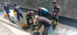 Tanpa Merasa Jijik, Bupati Alfedri Turun ke Selokan Bersihkan Sampah