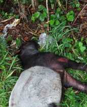 Temuan Bangkai Tapir di Rumbai, Diduga Mati Akibat Tertabrak