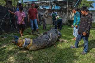 Buaya Muara 5 Meter Asal Sumatera Barat Dievakuasi ke Riau
