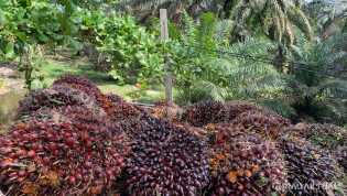 Harga TBS Sawit Riau Pekan Ini Capai Rp2.260 per Kilogram
