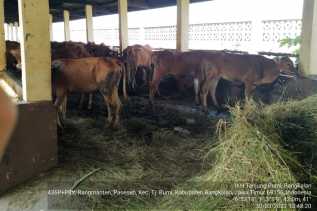 Sapi Bantuan Pemprov Riau Ditahan Karantina Bangkalan, 5 Ekor Mati