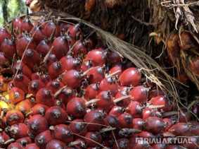 Harga TBS Sawit Pekan Ini Capai Rp2.876 per Kilogram