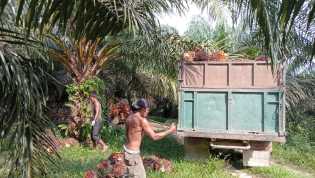 Ekspor Minyak Sawit Riau Maret 2025 Tembus USD 1,06 Miliar