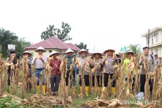 Panen Raya Jagung Kuartal III di Rohil, Upaya Polri Menjaga Ketahanan Pangan dari Hulu ke Hilir