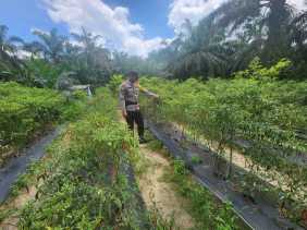 Polsek Bangko Pusako Bina Ketahan Pangan Masyarakat Pematang Damar