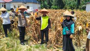 Polri di Rohil Panen 1 Ton Jagung, Dukung Program Asta Cita Presiden