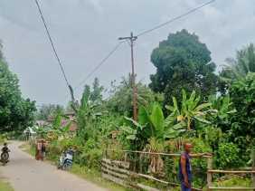 PLN Tanggap Cepat Atasi Gangguan Listrik Akibat Pohon Kelapa Tumbang di Kuansing