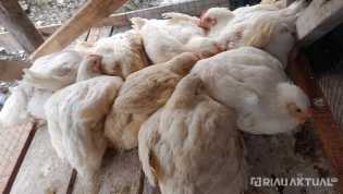Harga Ayam Ras Melejit, Omzet Pedagang Melorot