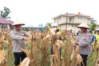 Panen 2,5 Ton Jagung Pipil di Rimba Melintang, Kapolres Rohil: Tingkatkan Ekonomi Warga