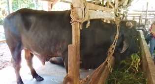 Peternak di Rumbai Bangga Sapinya Terpilih Jadi Kurban Presiden Prabowo Subianto