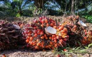 Harga TBS Kelapa Sawit Mitra Swadaya di Riau Tembus Rp3.626 per Kilogram