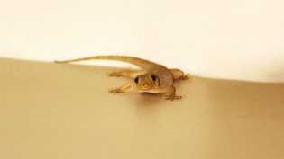 Kenapa Buntut Cicak Bisa Tumbuh Lagi setelah Putus?