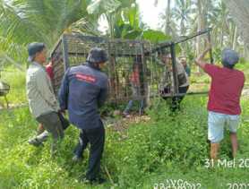 BBKSDA Riau Tangani Konflik Harimau di Inhil, Box Trap dan Camera Trap Dipasang