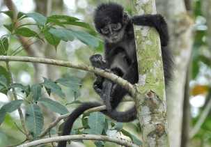 Jejak Harapan di Rimba Rokan: PHR Lestarikan Lutung Kokah di Tengah Operasi