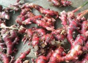 4 Manfaat Jahe Merah