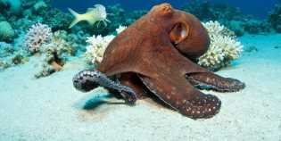 Gurita Suka Lukai & Makan Tubuh Sendiri Setelah Kawin, Ilmuwan Temukan Penyebabnya