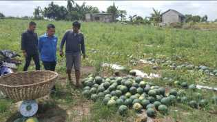 Potensi Pergerakan Ekonomi, Azwendi : Pemko Pekanbaru Harus Perhatikan Petani