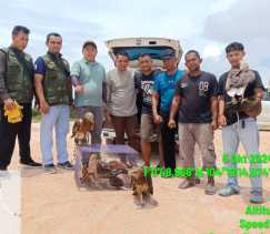 Tujuh Elang Dilindungi Diselamatkan dari Wisata Gurun Telaga Biru Bintan