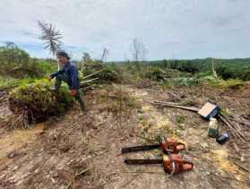 Tumbangkan Sawit Ilegal, Satgas PKH Pulihkan 401 Hektare TNTN
