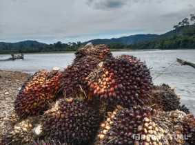 Harga TBS Sawit Pekan Ini Capai Rp2.702 per Kilogram