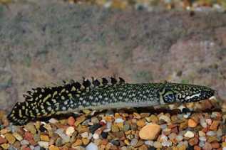 Ikan Palmas, Ikan Purba yang Dipercaya Membawa Keberuntungan