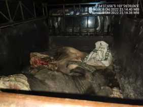 Maling Ternak Antar Kabupaten Babak Belur Dimassa