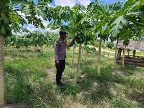 Polisi di Rohil Gelar Pembinaan Ketahanan Pangan