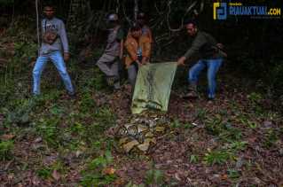 Potret Pawang Ular di Riau Digigit dan Dililit Piton saat Pelepasliaran