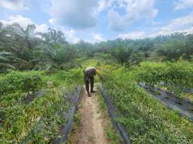 Polisi dan Petani di Rohil, Dorong Program Ketahanan Pangan