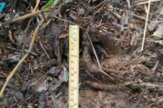 BKSDA Terima Laporan Petani di Siak Temukan Jejak Harimau di Kebun Sawit