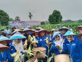 HUT ke-24 Partai Demokrat, Kader di Riau Rayakan dengan Panen Jagung dan Tanam Cabai