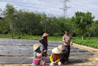 Polsek Tambang Imbau Petani Jaga Keamanan Pasca Pilkada 2024