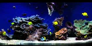 Delapan Manfaat Kesehatan Nan Mengejutkan dari Memiliki Akuarium di Rumah