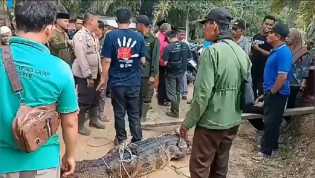 Buaya Senyulong Dilepaskan ke Habitatnya Usai Ditangkap Warga Dayun Siak