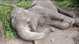 Kematian 23 Gajah Sumatera di TNTN, BKSDA Riau Beberkan Penyebabnya!