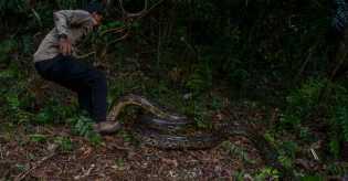 Pawang Ular di Riau Digigit dan Dililit Piton saat Pelepasliaran