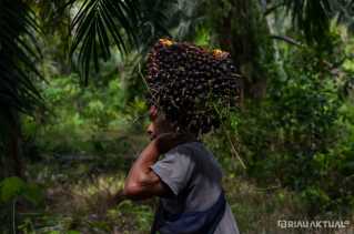 Turun, Harga TBS Kelapa Sawit Pekan Ini Capai Rp2.634 per Kilogram