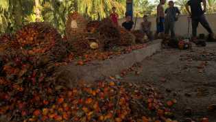 Harga TBS Kelapa Sawit Mitra Swadaya Naik, Capai Rp3.533,59 per Kilogram