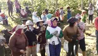 Tanaman Kopi JCE Dirusak OTK, Warga Bondowoso Kehilangan Nafkah