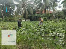 Polsek Tambang Dorong Ketahanan Pangan Lewat Program Tanam Sayuran di Desa Kampar