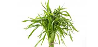 Begini Fakta Yang Sebut Makan Kangkung Bikin Ngantuk