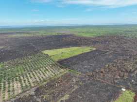100 Hektare Lahan di Pulau Rupat Bengkalis Terbakar, Polisi Tetapkan Dua Tersangka