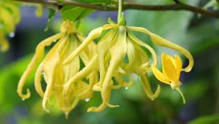 Sering Dianggap Mistis, Bunga Kuburan Ini Ternyata Bisa Redakan Stres