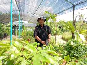 Sinergi Demi Lestari, Membangun Kehidupan Harmonis Antara Gajah dan Manusia Dalam Lingkup Agroforestri