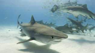 Waspada! Daging Hiu Mengandung Merkuri Tinggi, Bisa Picu Gangguan Saraf dan Jantung