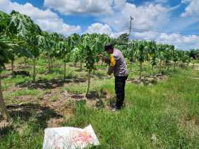 Polsek Bangko Pusako Bina Ketahanan Pangan Warga Pematang Damar