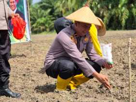 Polsek TPTM Tanam Jagung di 1 Hektare Lahan, Dukung Ketahanan Pangan Nasional